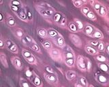 Junta en el microscopio